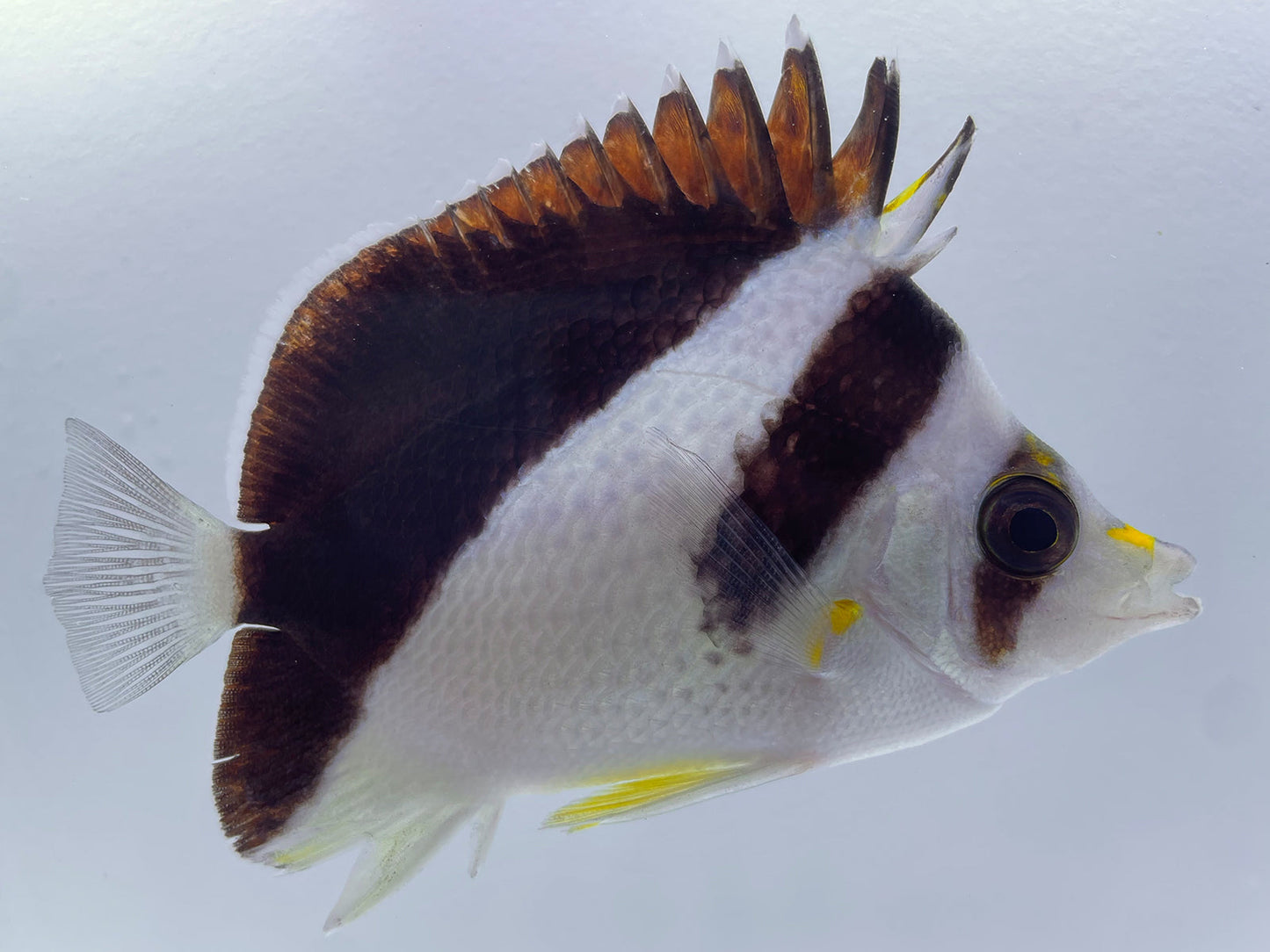 Burgess' Butterflyfish