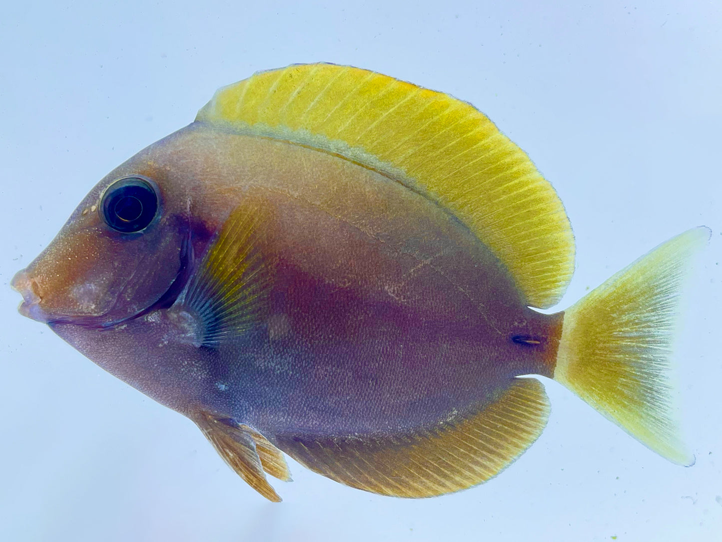Dussumier Tang