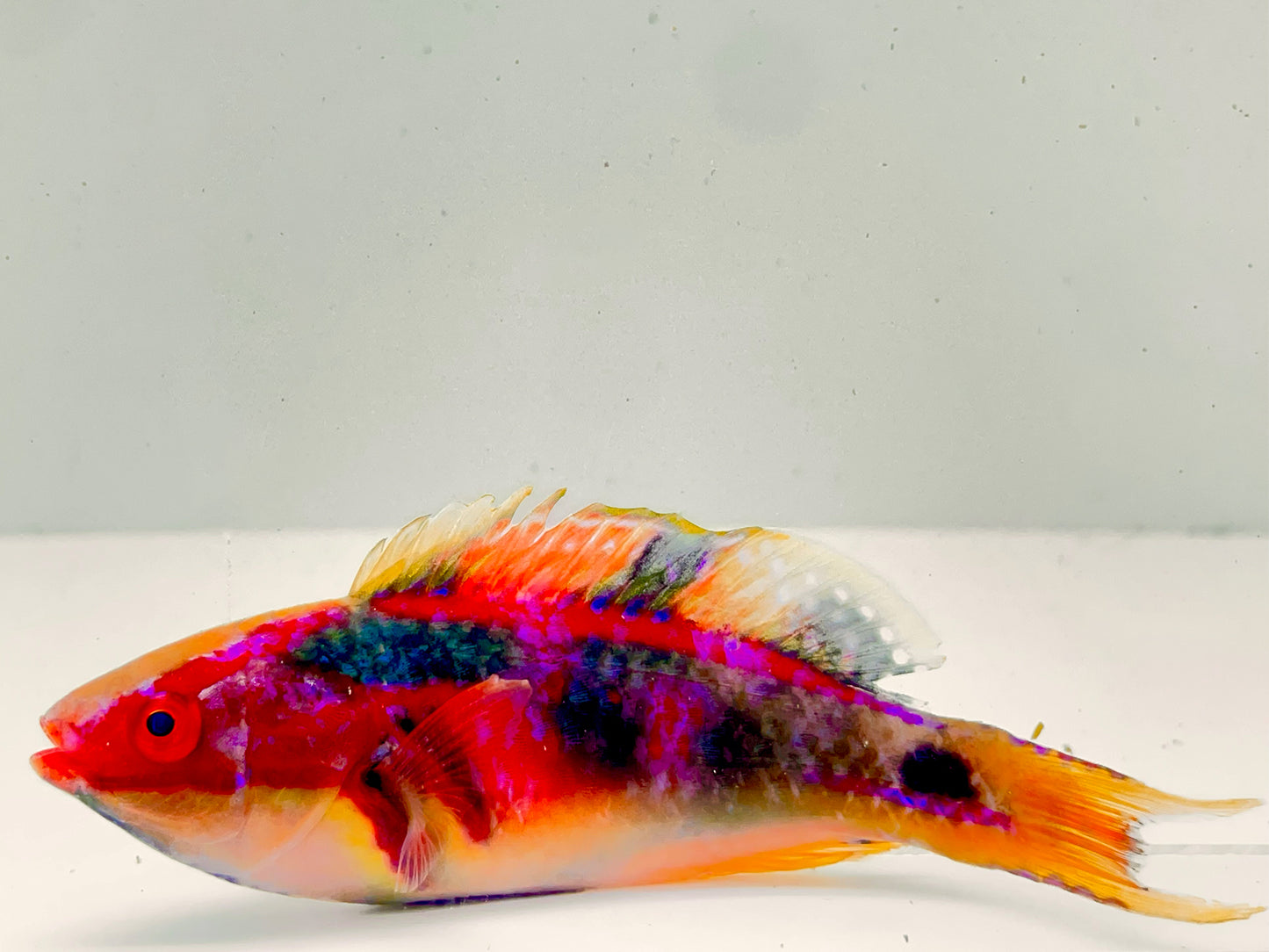 Exquisite Fairy Wrasse Male