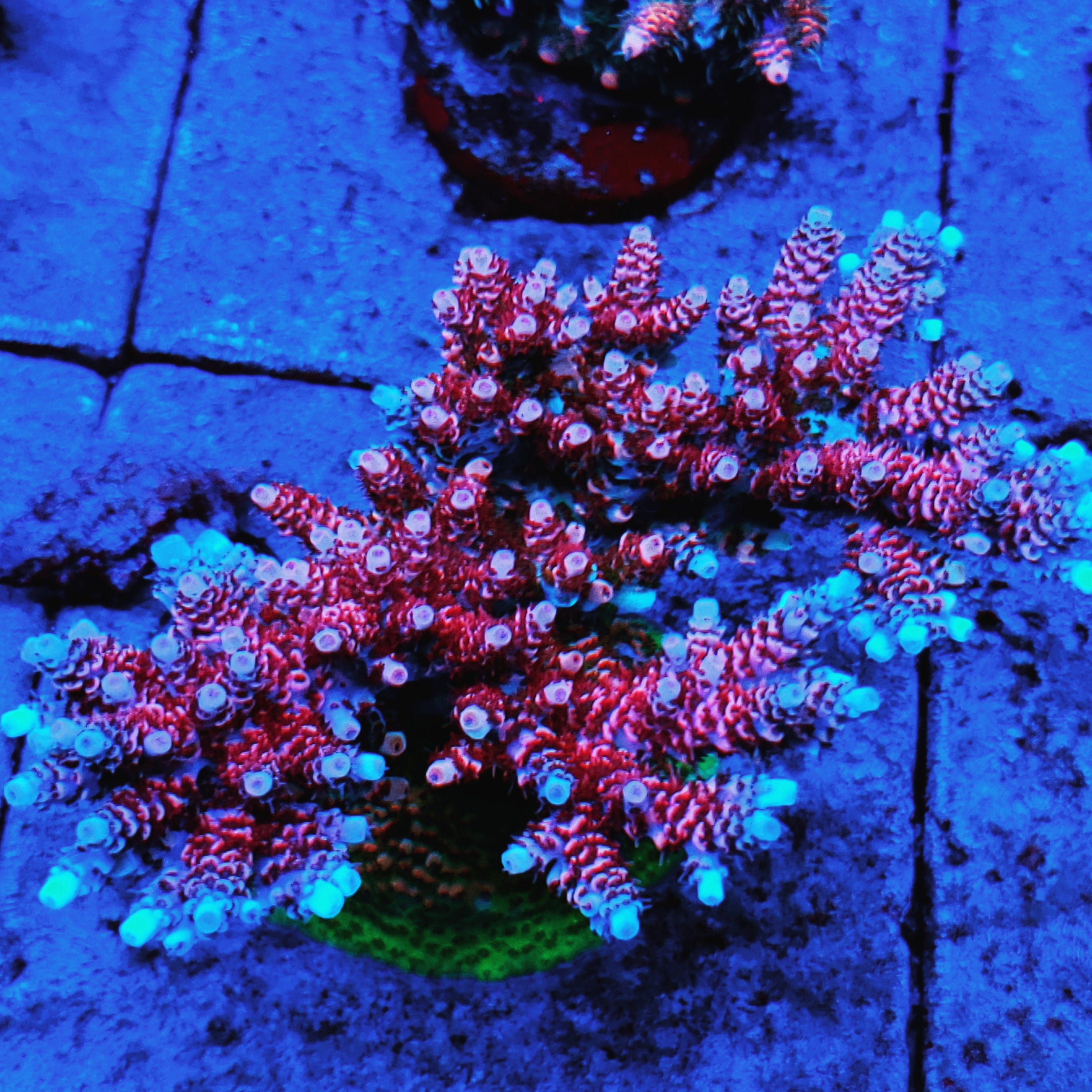 TSA Rainbow Sherbet – Reef Pro