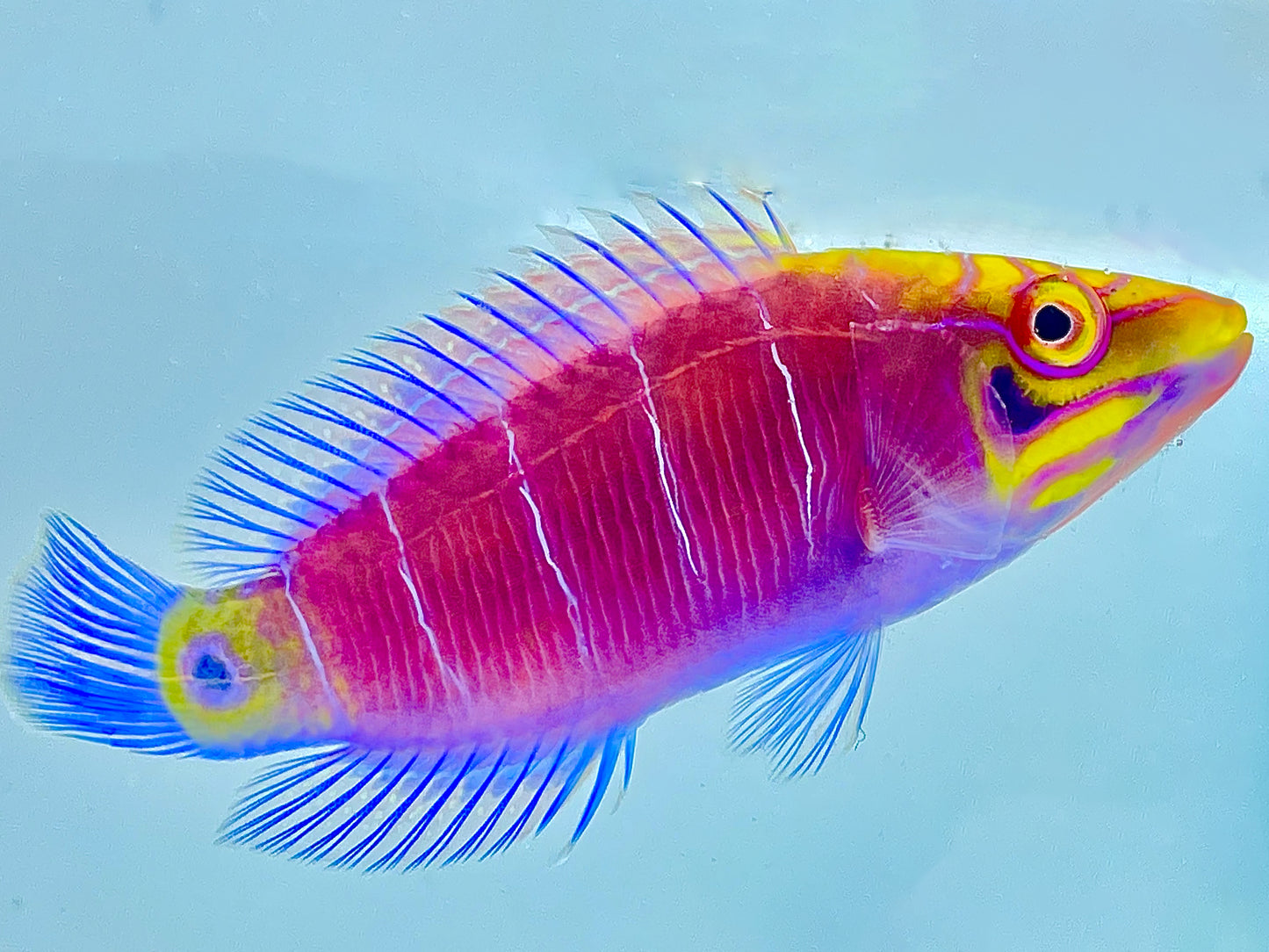 Mystery Wrasse
