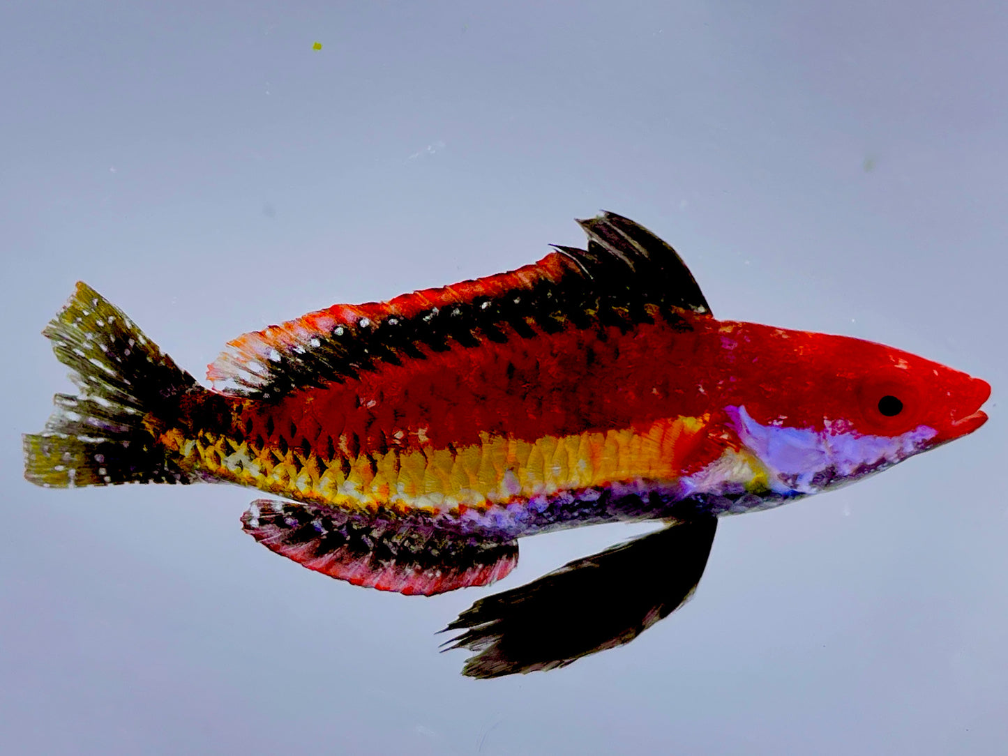 Naoko's Fairy Wrasse Male