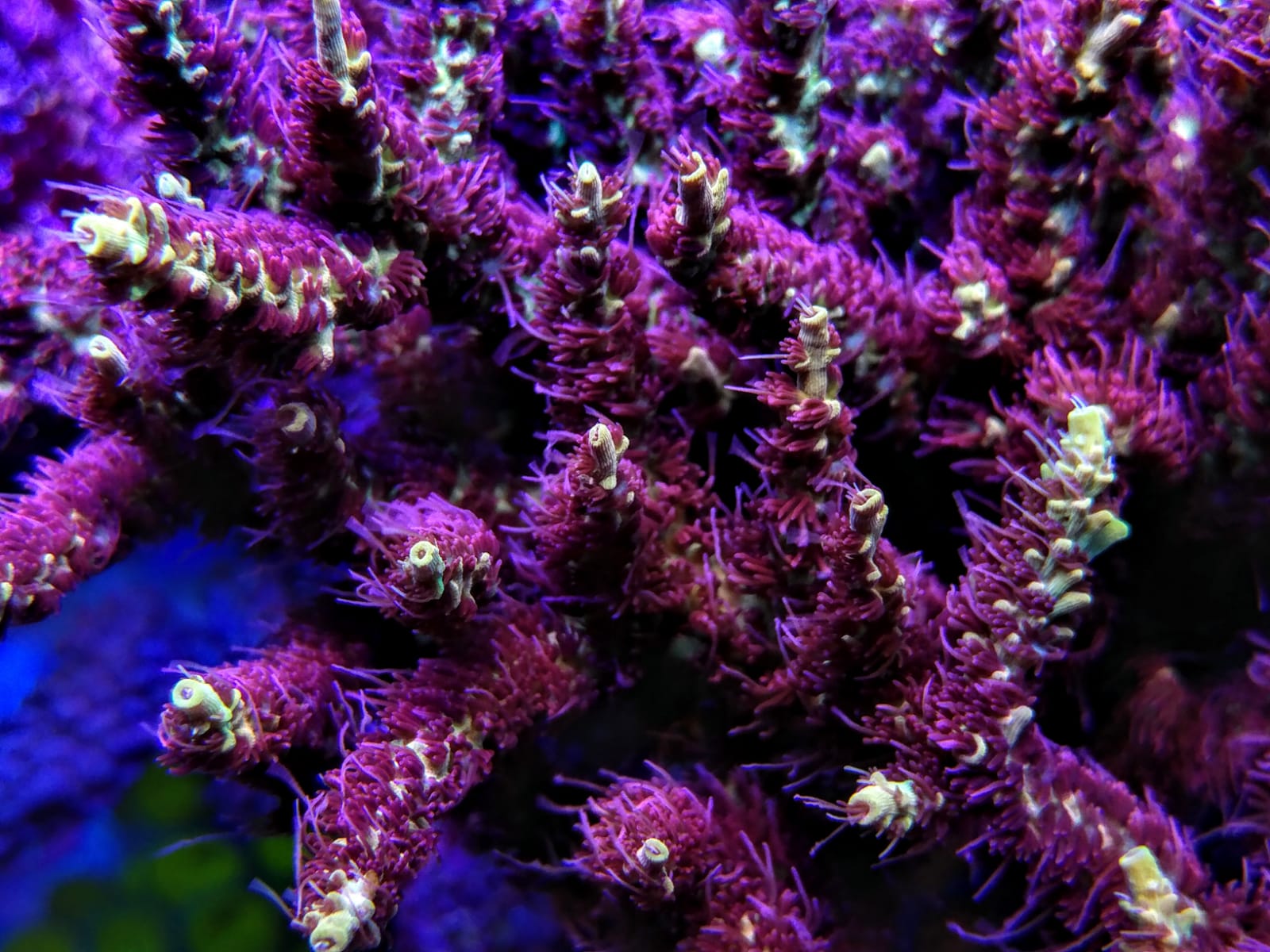 Pink Lemonade Acropora