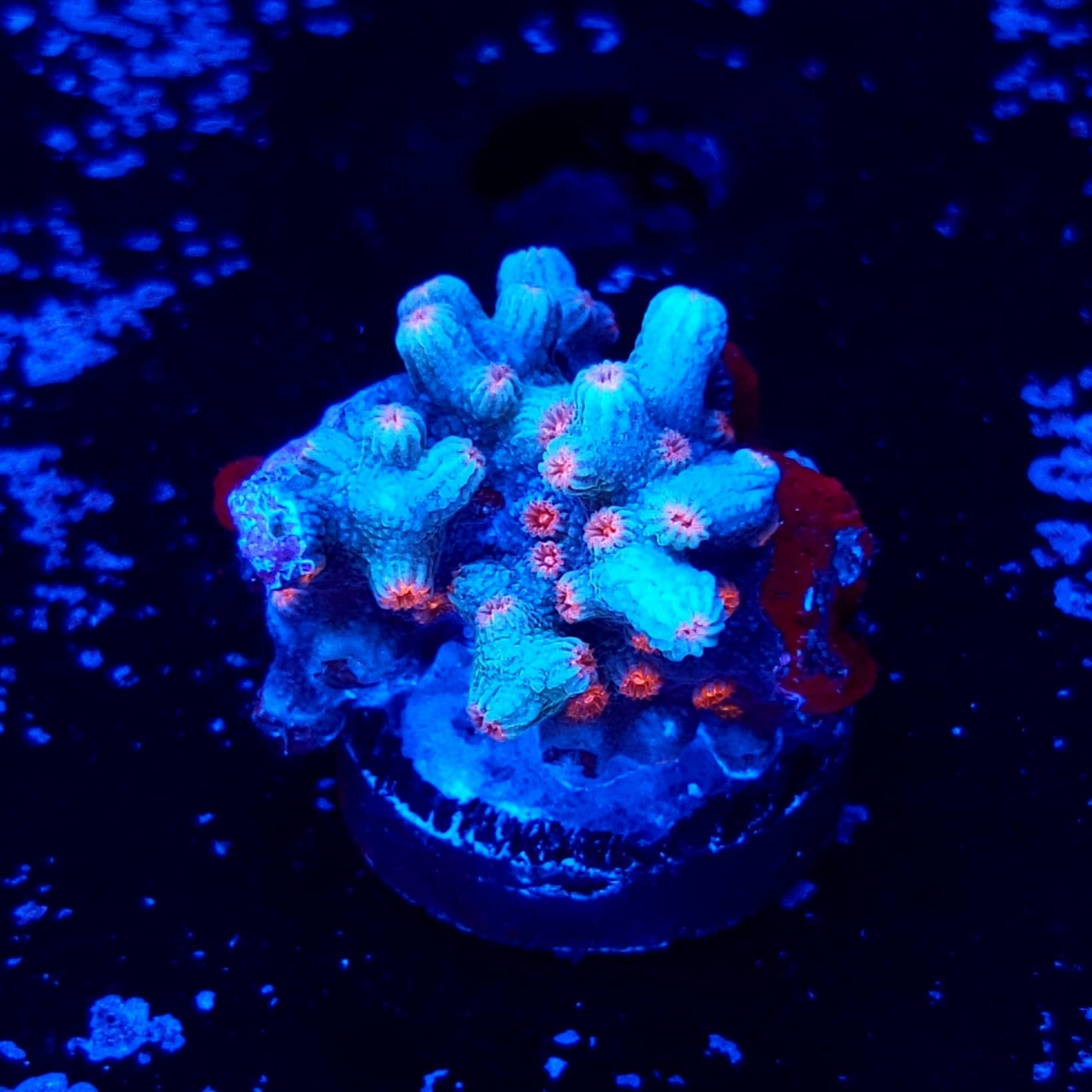 Branching Cyphastrea