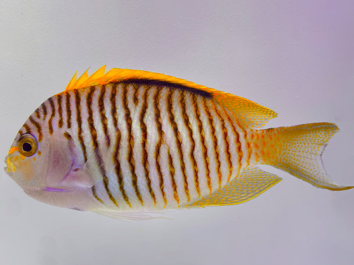 Red Sea Zebra Masked Swallowtail Angelfish Male