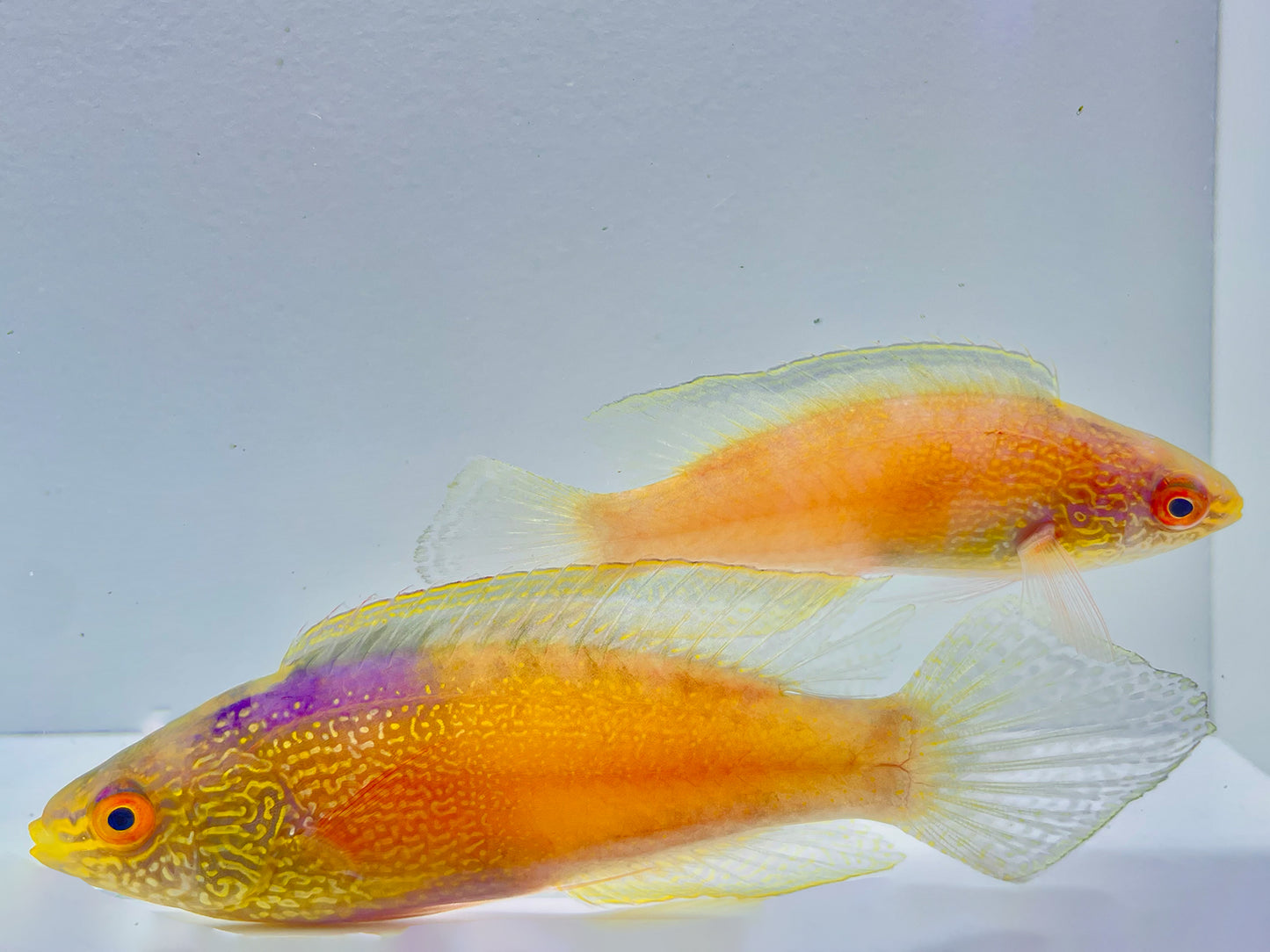 Golden Rhomboid Fairy Wrasse Supermale & Female Pair