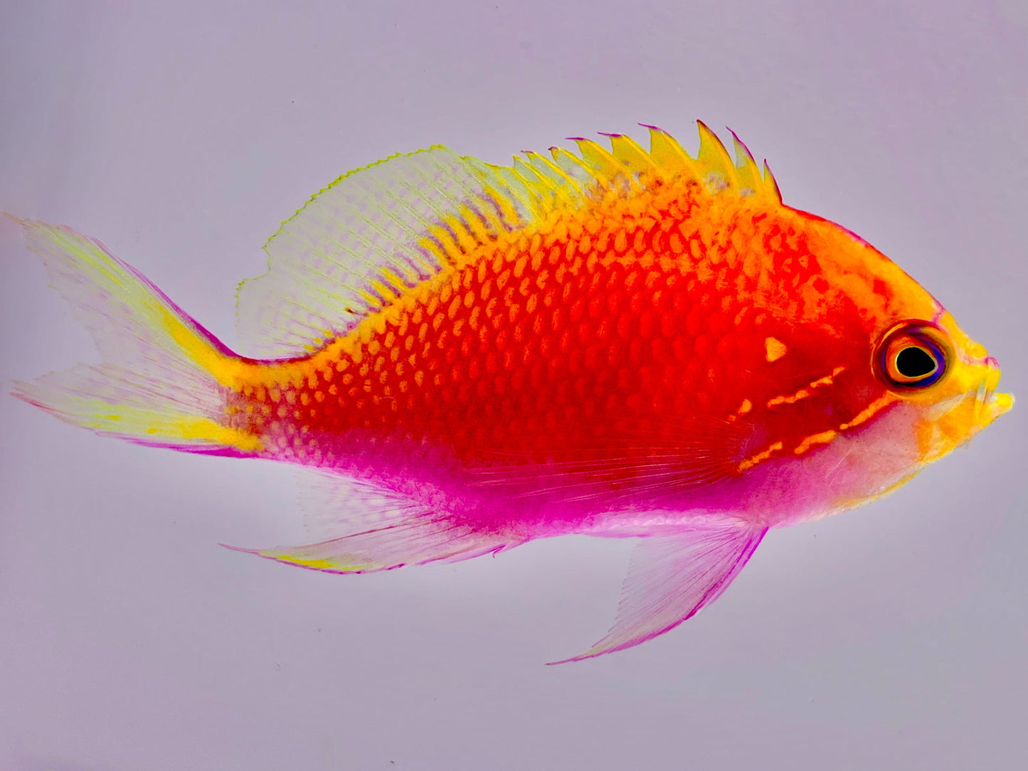 Fathead Sunburst Anthias