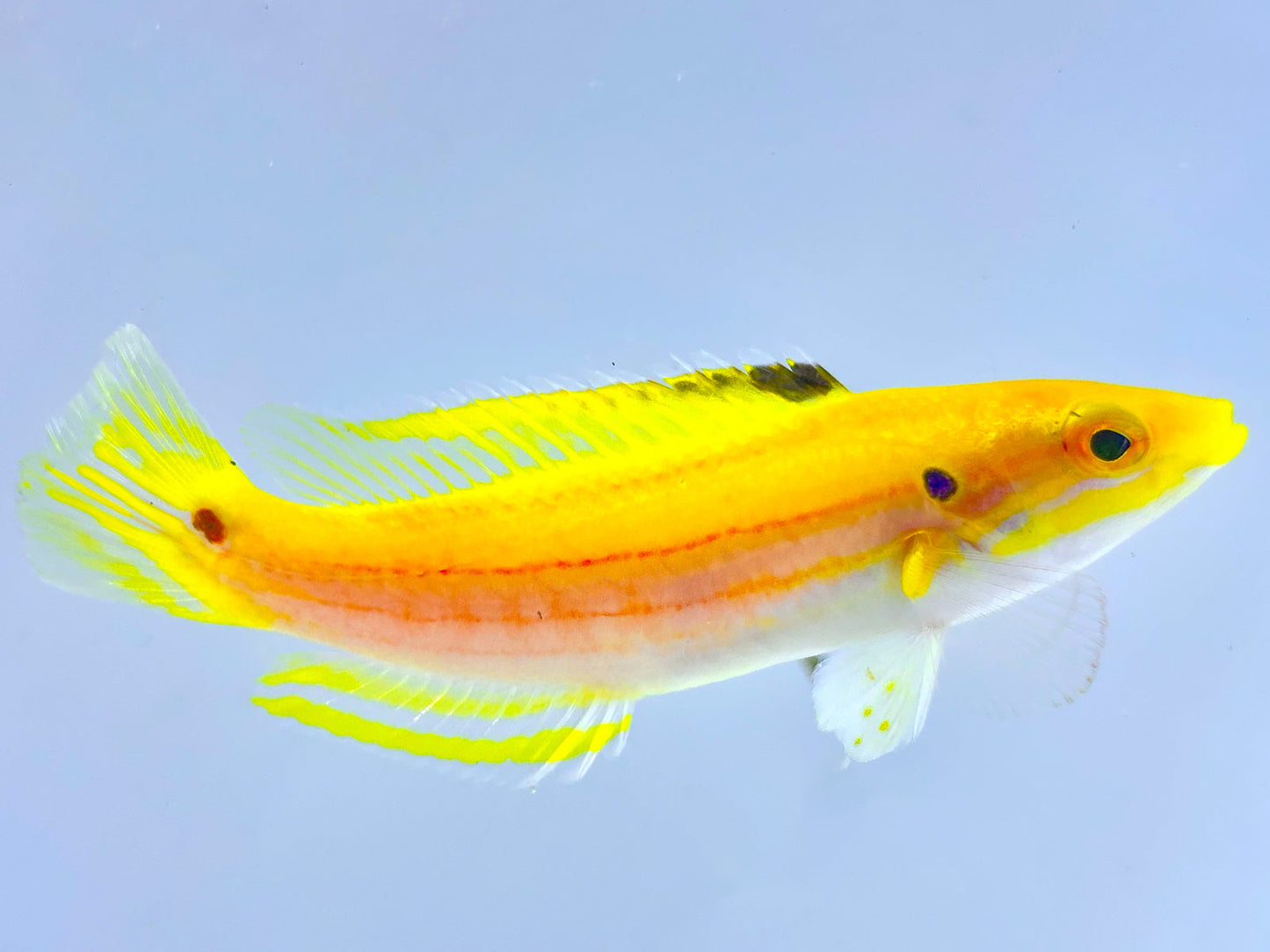 Yellow Candy Hogfish