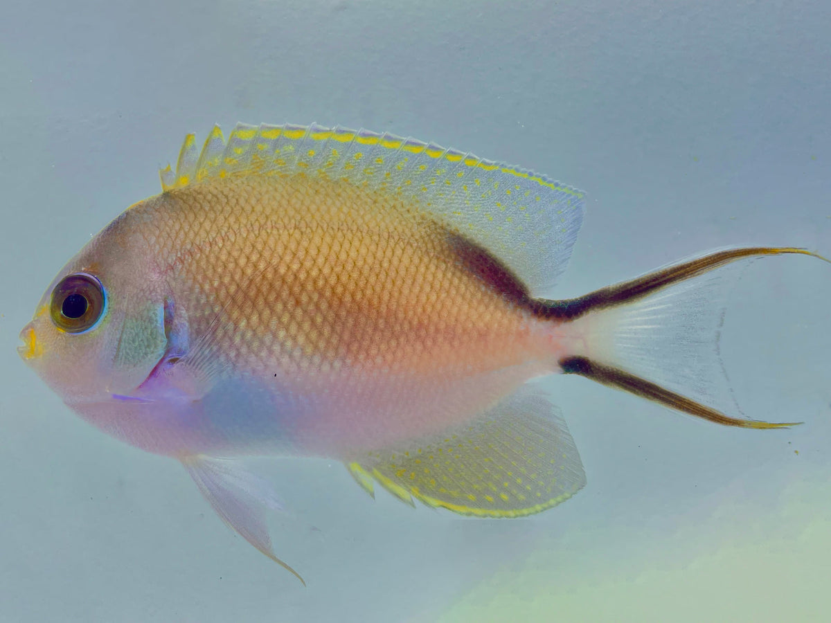 Red Sea Zebra Masked Swallowtail Angelfish Female
