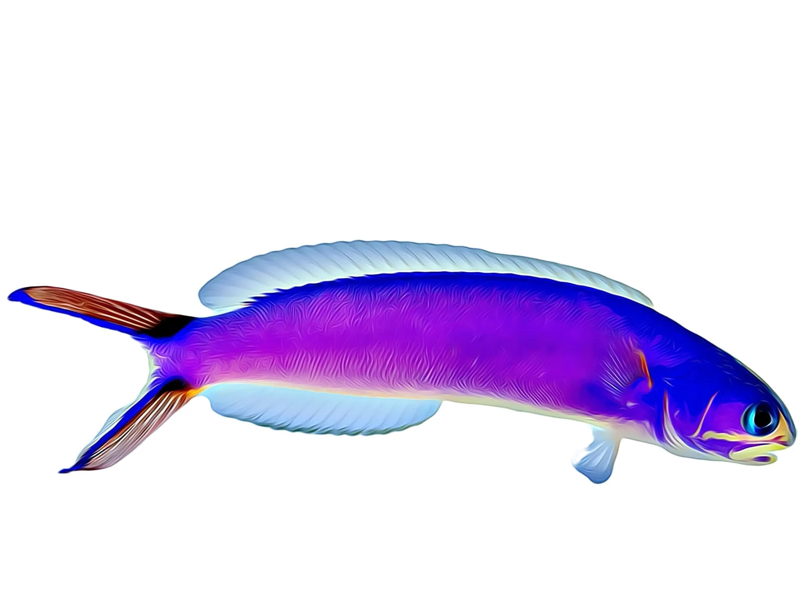 Tilefish – Reef Pro
