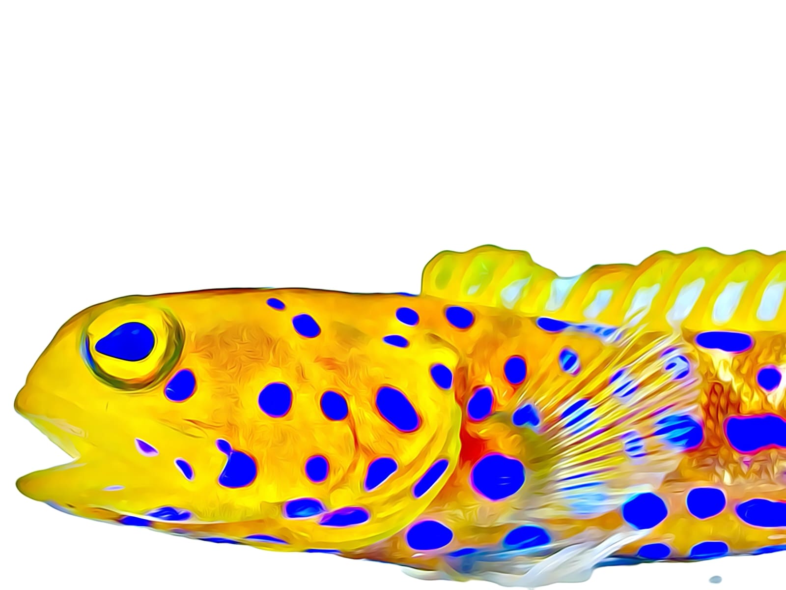 Conditioned Fish – Reef Pro