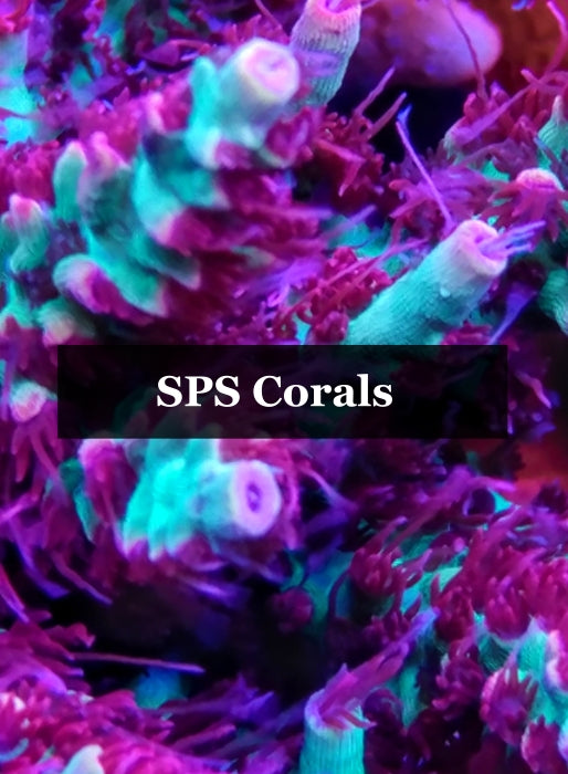 SPS Corals