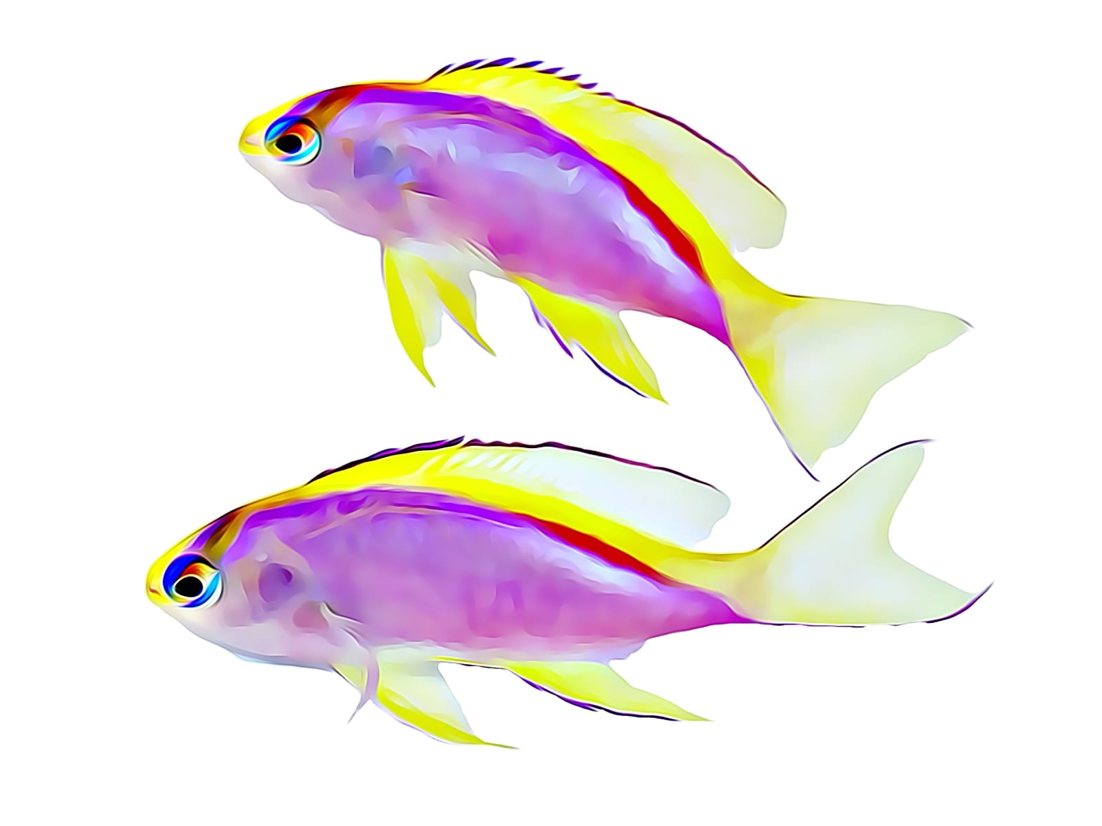 Conditioned Fish – Reef Pro