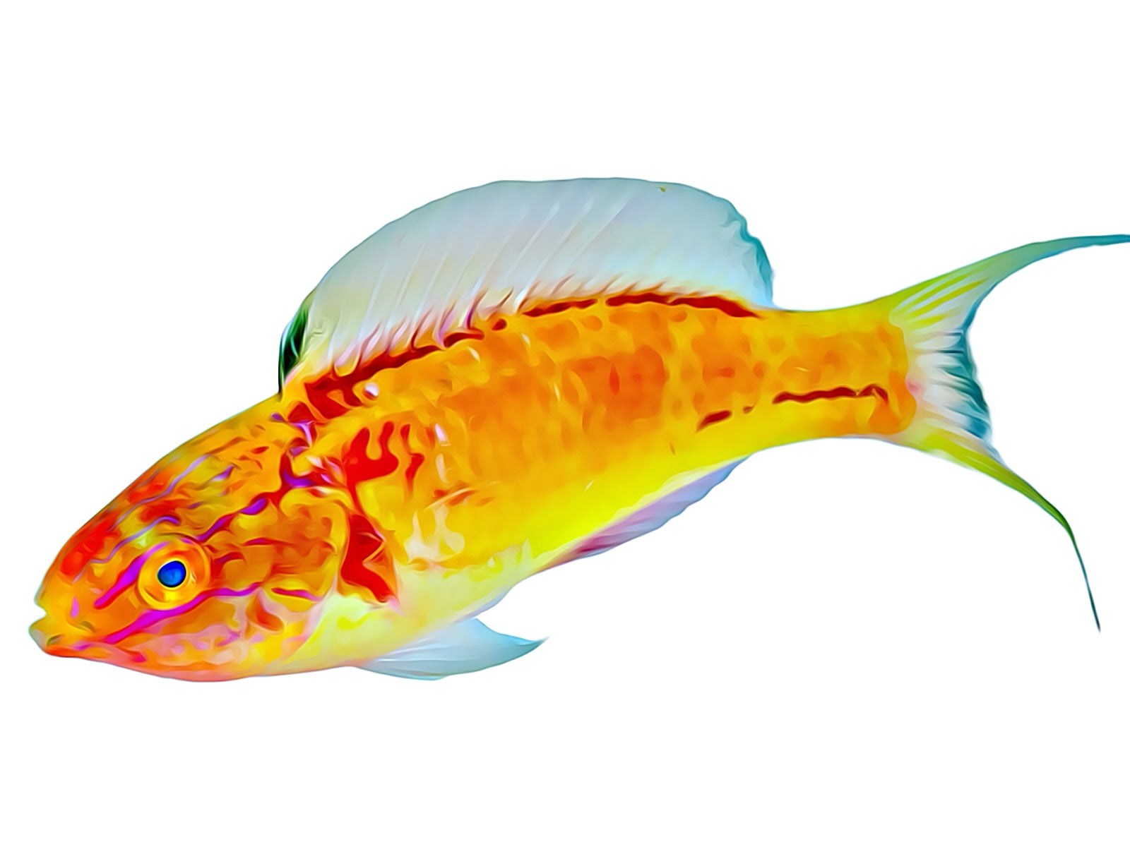 WYSIWYG Fish – Reef Pro