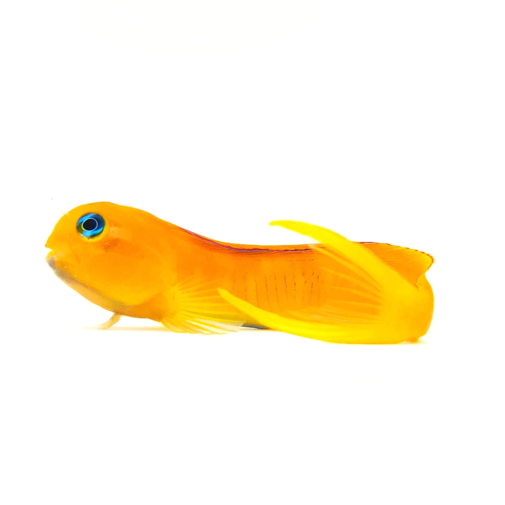 Conditioned Fish – Reef Pro