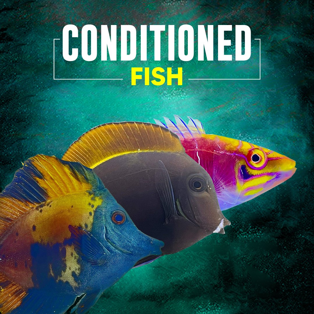 Conditioned Fish – Reef Pro