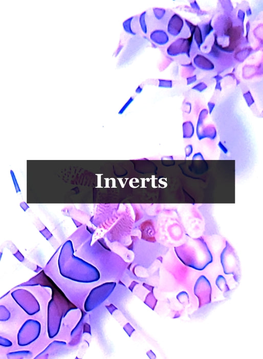 Inverts