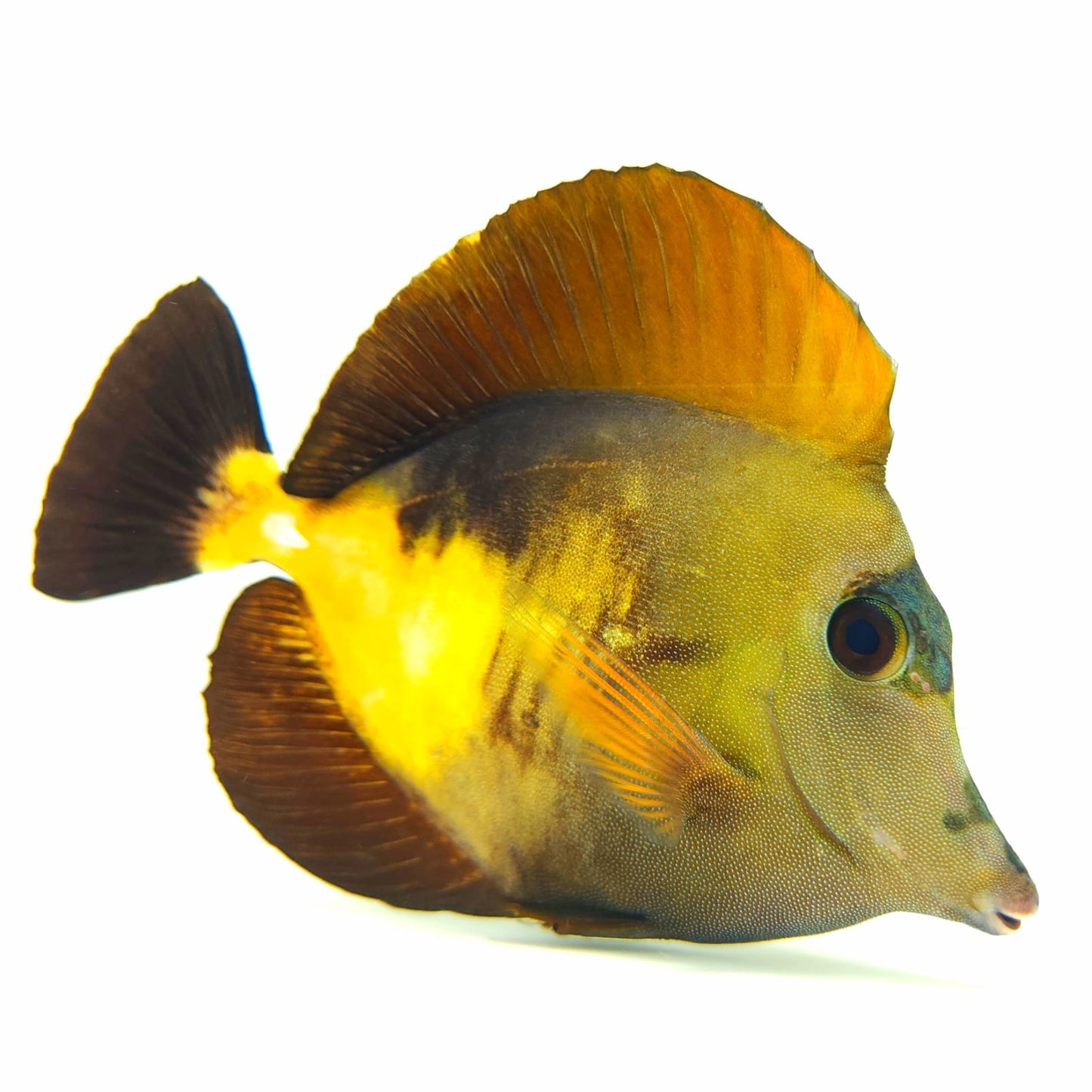 Tri Color Koi Scopas Tang WYSIWYG