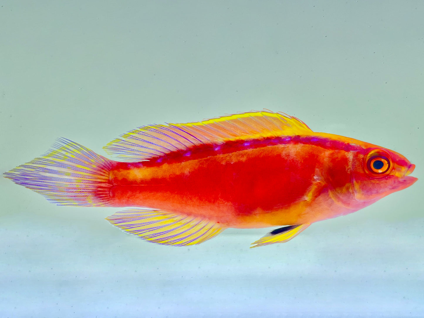 Roseband Fairy Wrasse Male