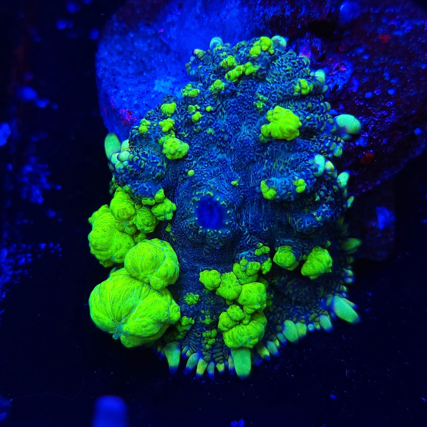 Uranium Bounce Mushroom
