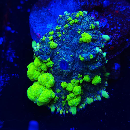Uranium Bounce Mushroom