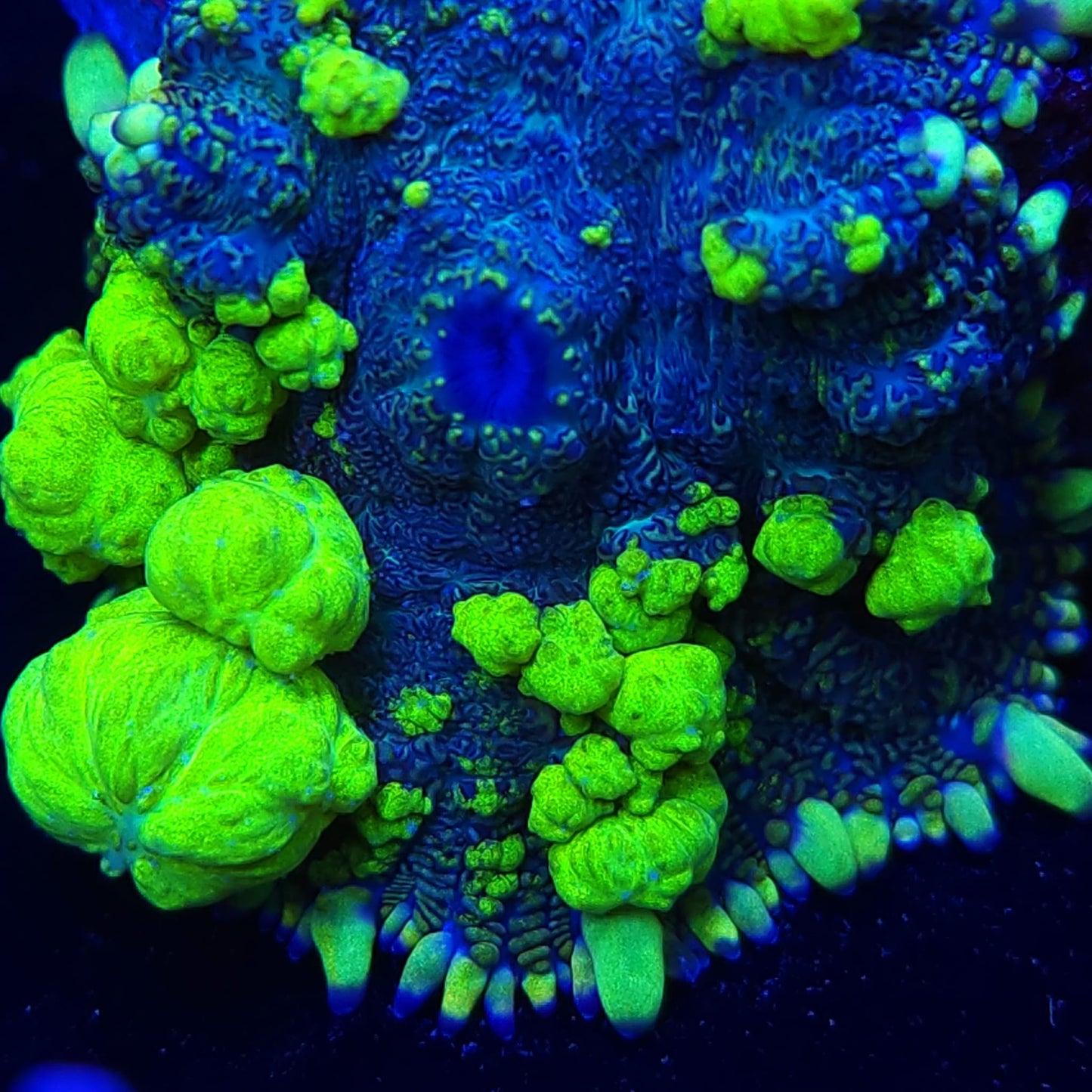 Uranium Bounce Mushroom