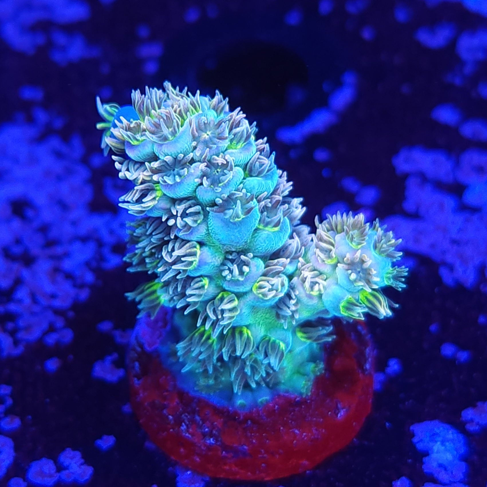 Reef Pro Rainbow Sunshine