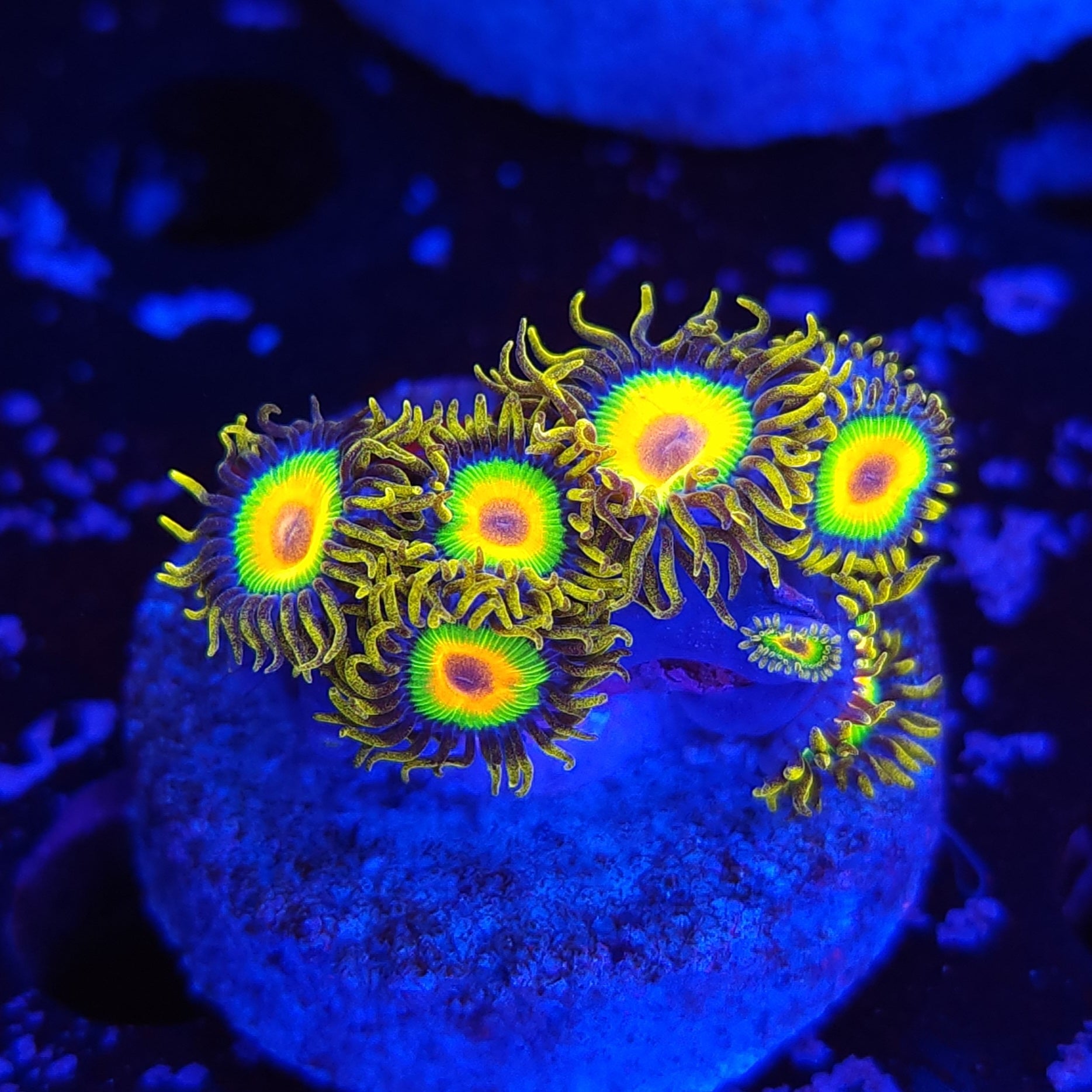 Rasta Zoanthids – Reef Pro