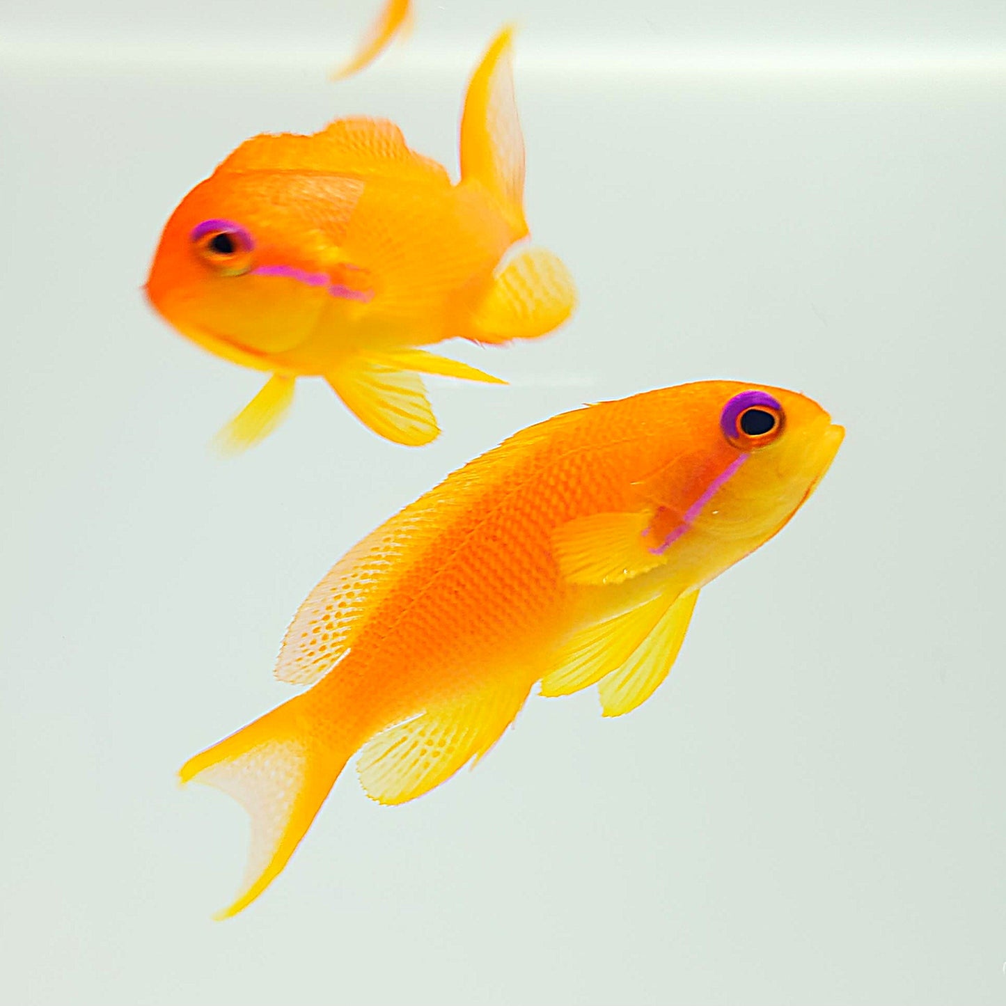 Lyretail Anthias Female