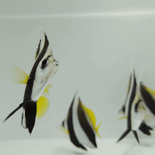 Heniochus Butterflyfish