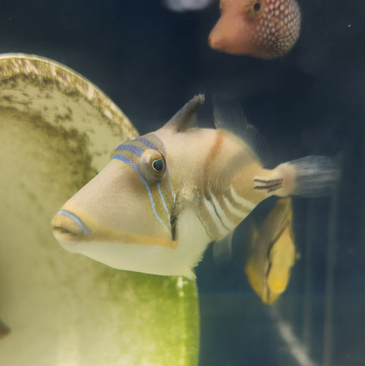 Picasso triggerfish