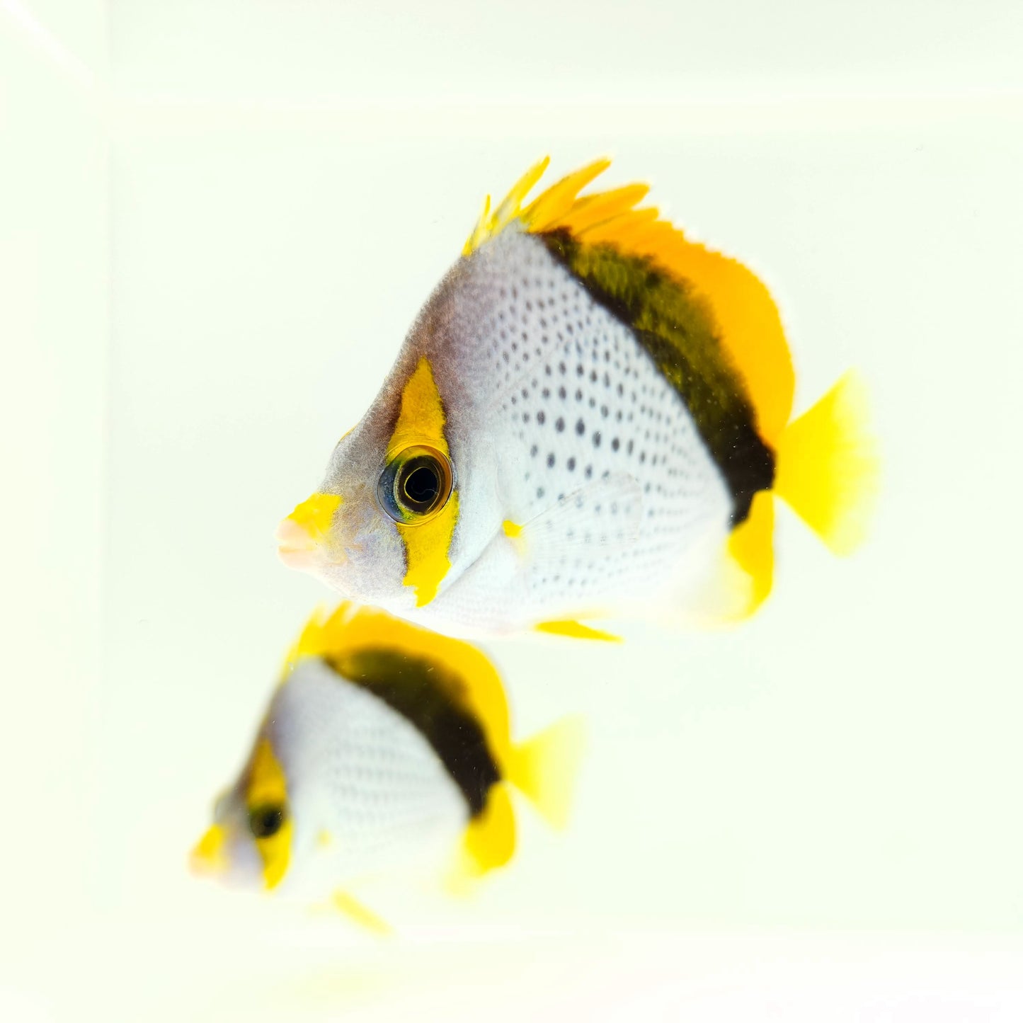 Declivis Butterflyfish