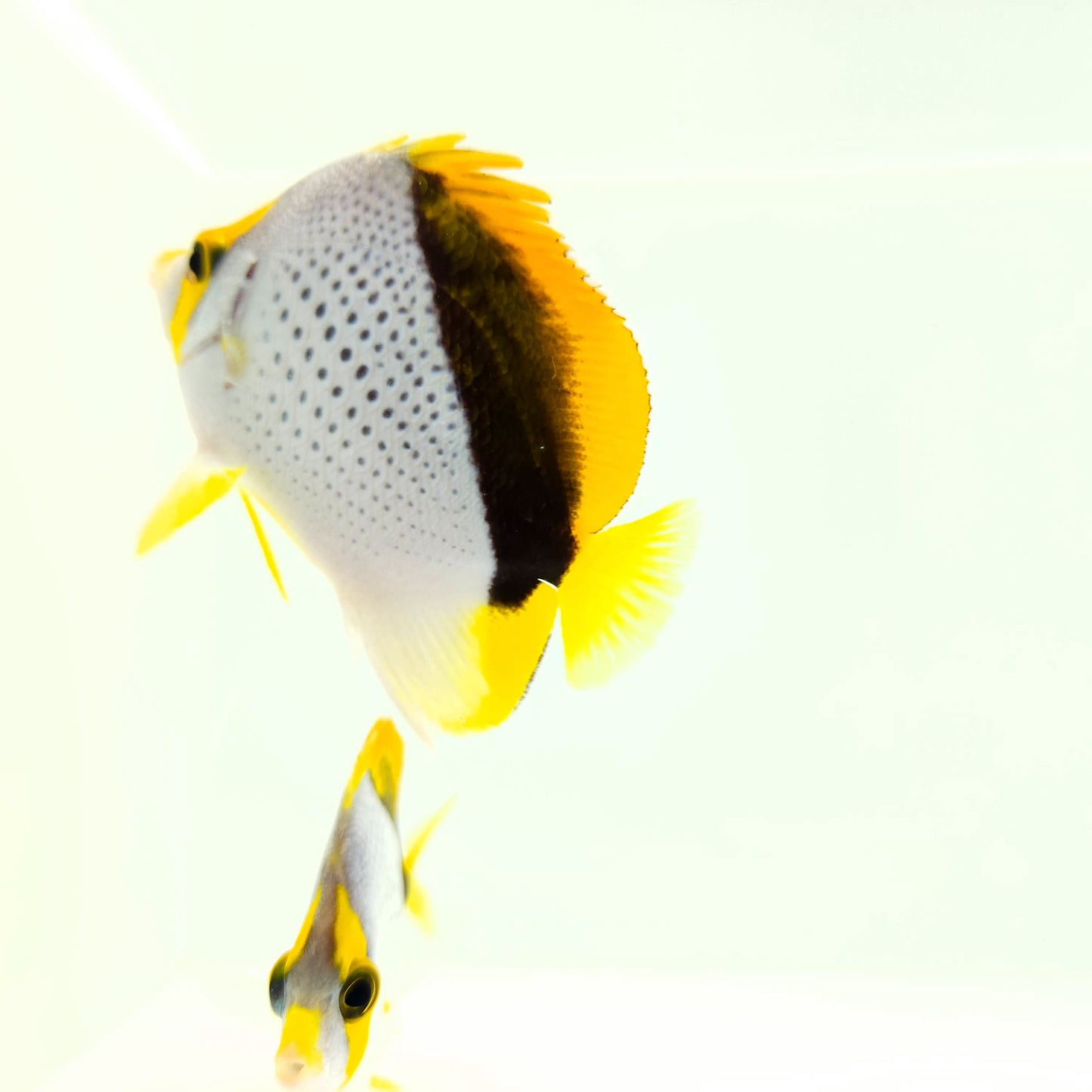 Declivis Butterflyfish