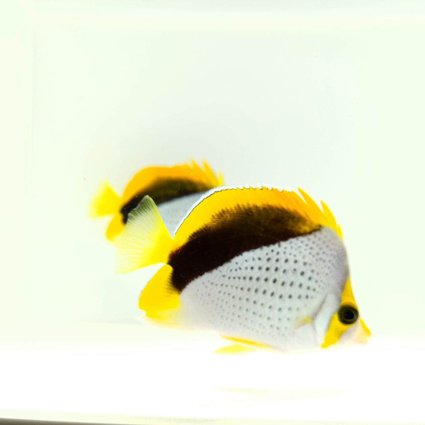 Declivis Butterflyfish