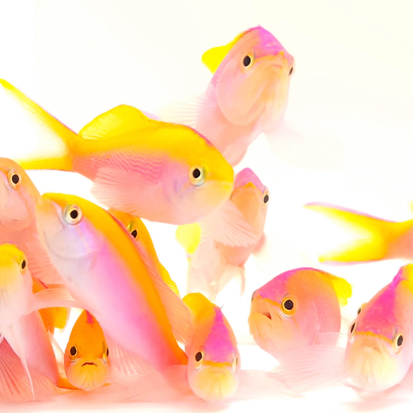 Bartlett Anthias