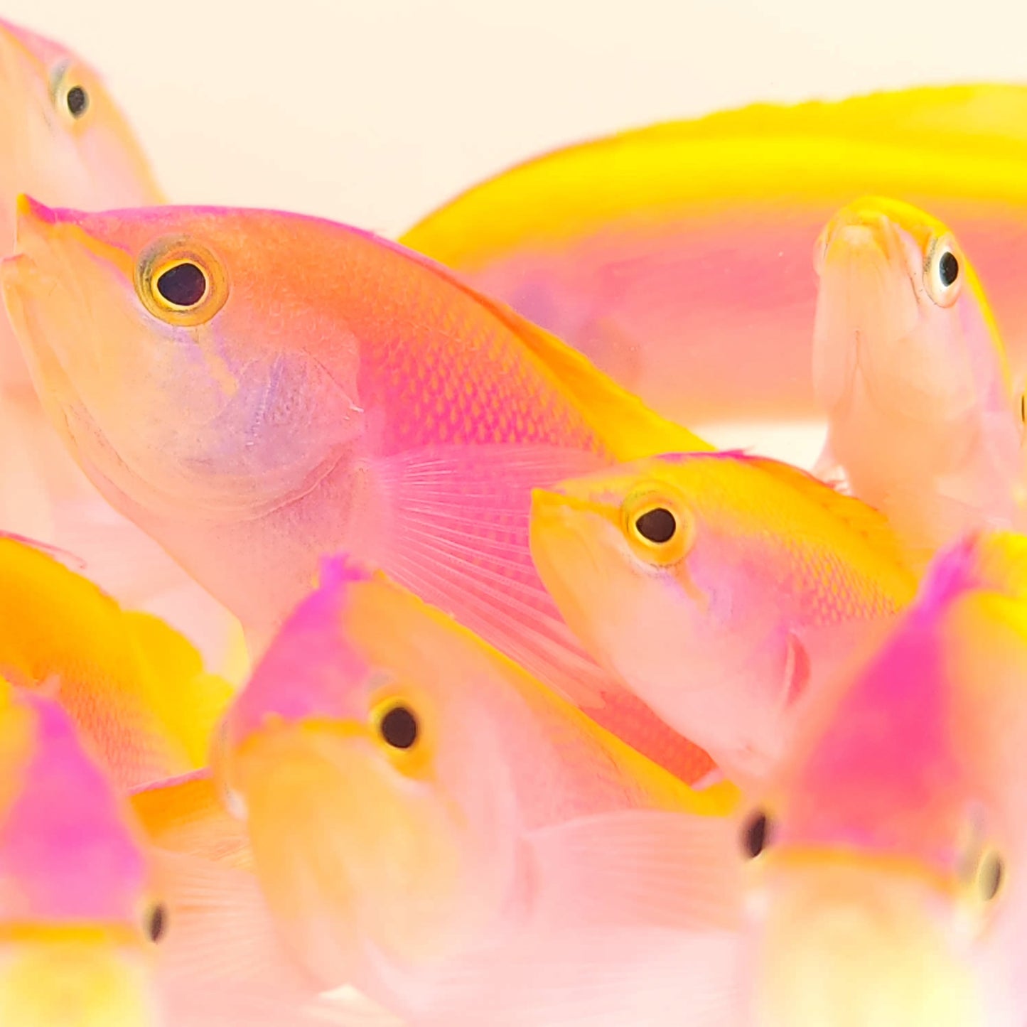 Bartlett Anthias