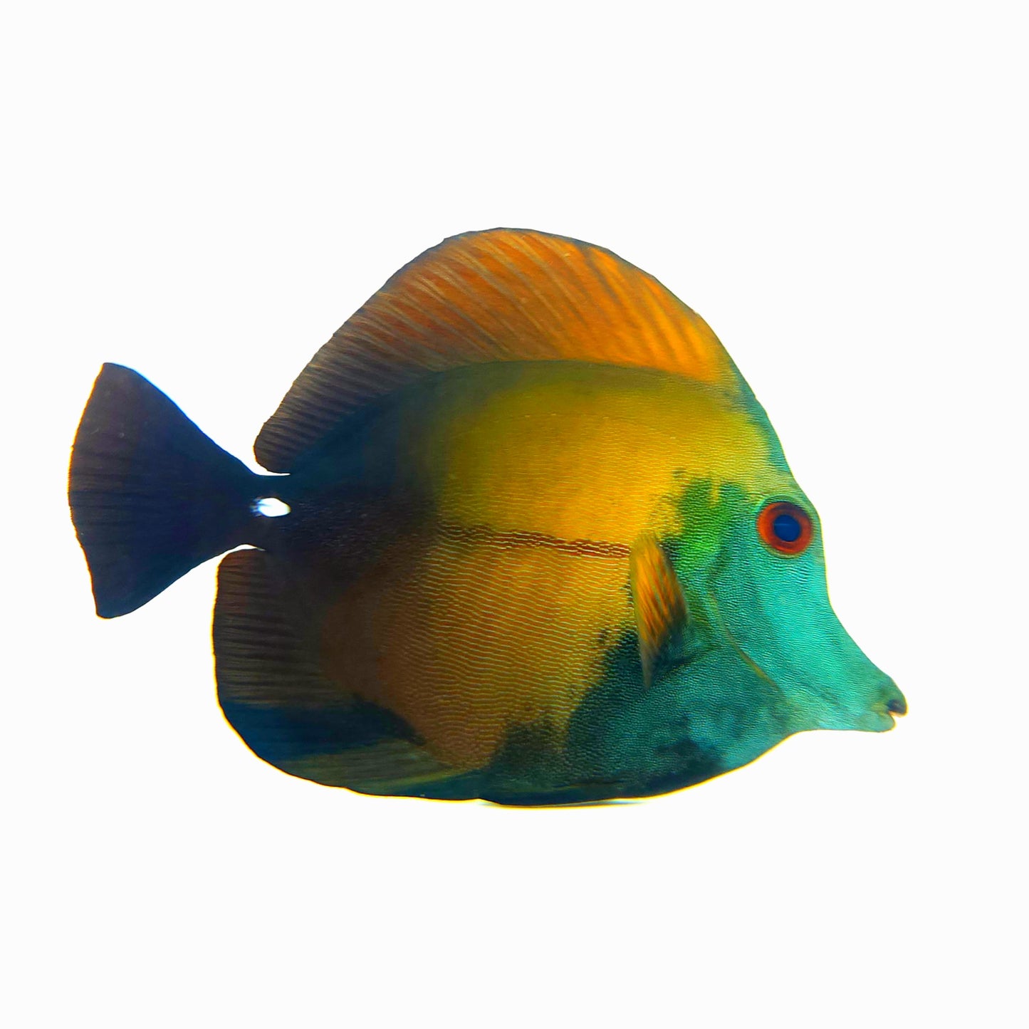 Blue Face Koi Scopas Tang WYSIWYG