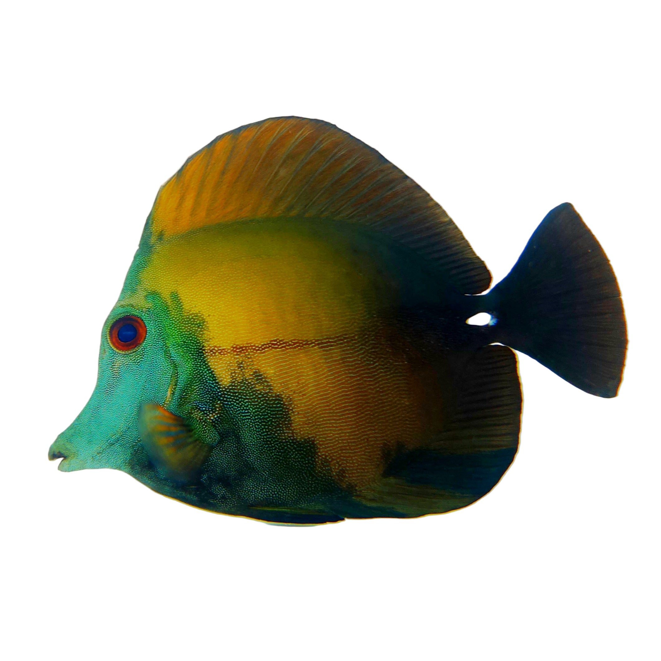 Blue Face Koi Scopas Tang WYSIWYG – Reef Pro