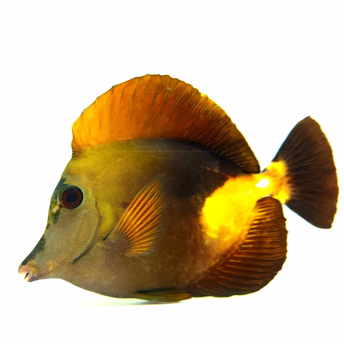 Tri Color Koi Scopas Tang WYSIWYG