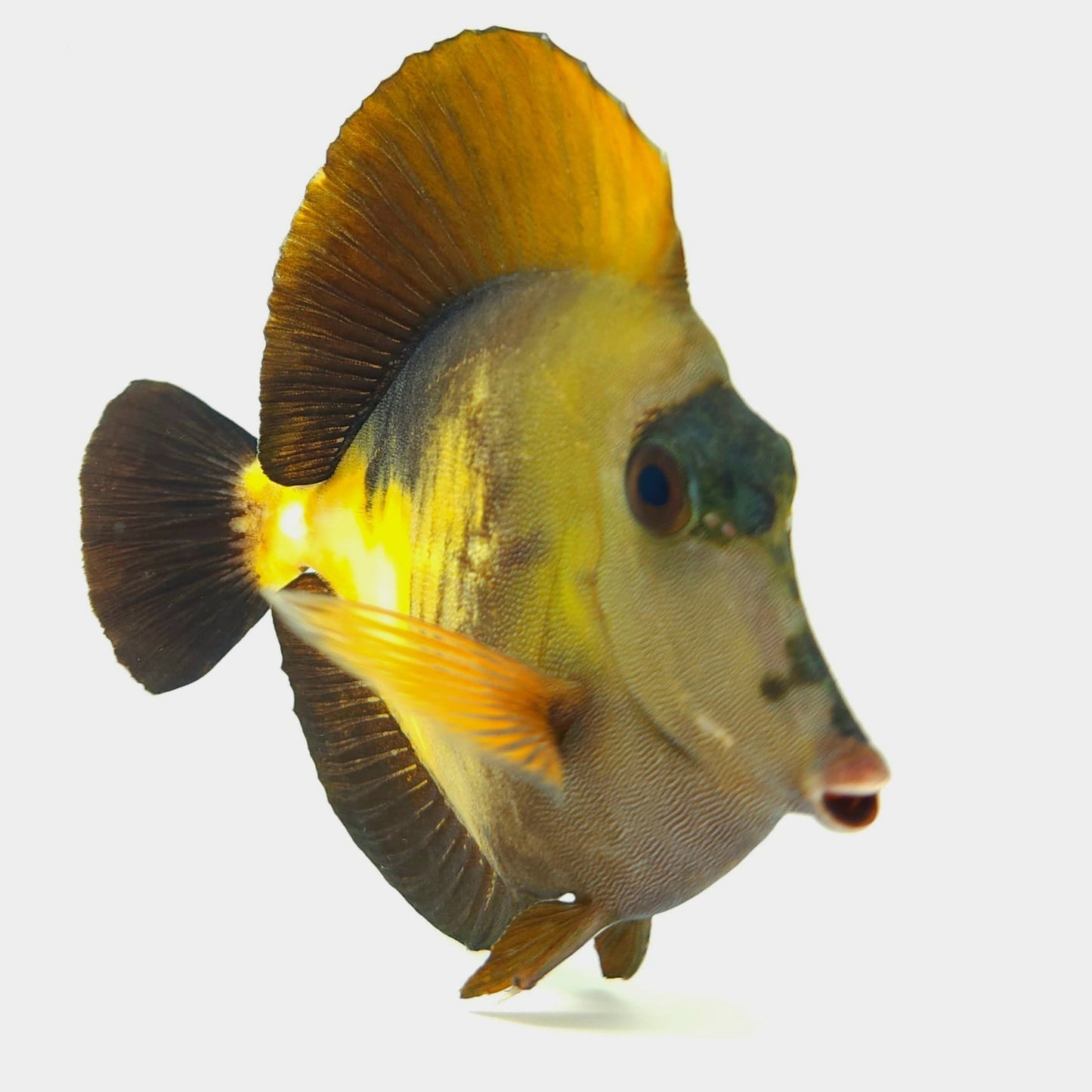 Tri Color Koi Scopas Tang WYSIWYG