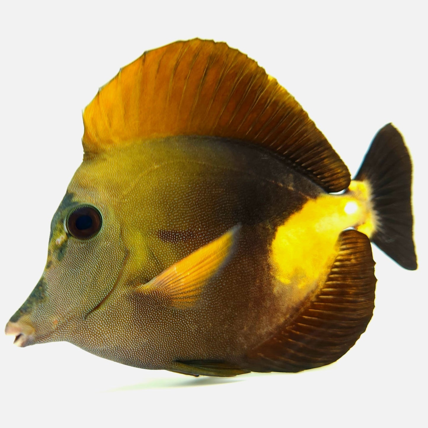 Tri Color Koi Scopas Tang WYSIWYG