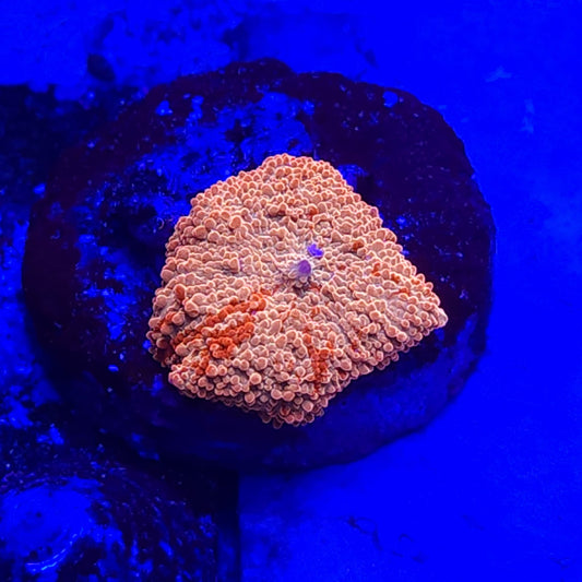 Ultra Jawbreaker Mushroom