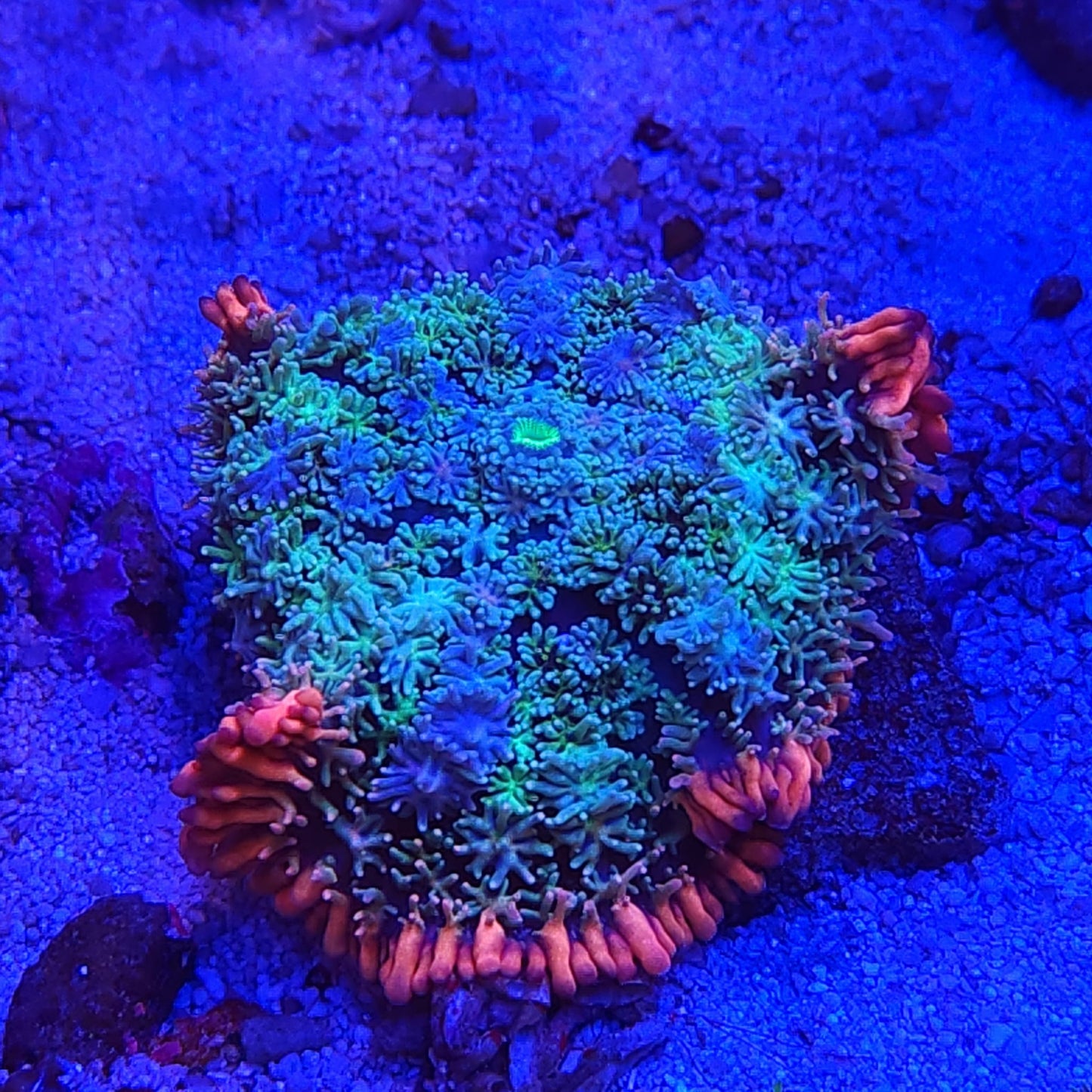 Cornbred's Frankie's Bride Bounce Mushroom