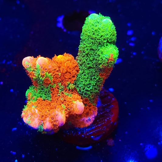 WWC Contraband Grafted Digi