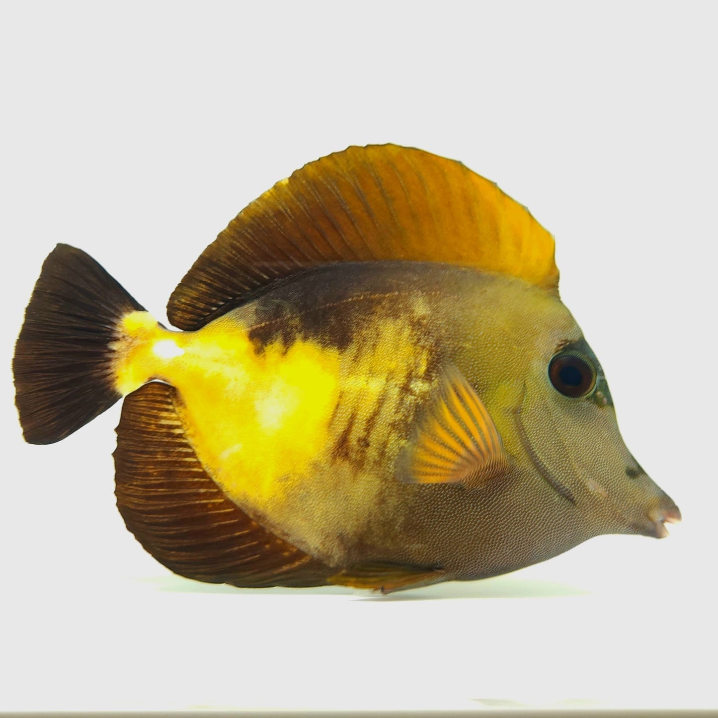Tri Color Koi Scopas Tang WYSIWYG