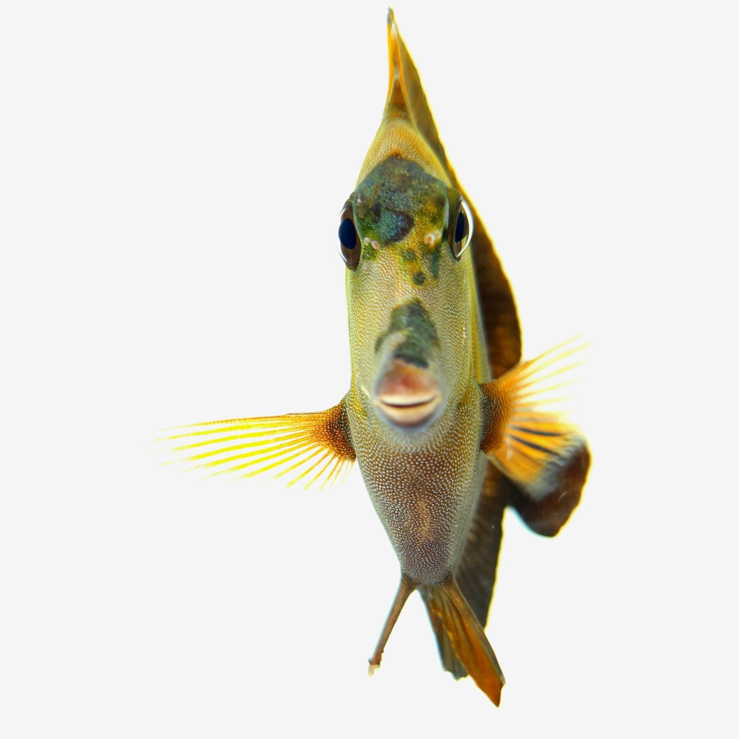 Tri Color Koi Scopas Tang WYSIWYG