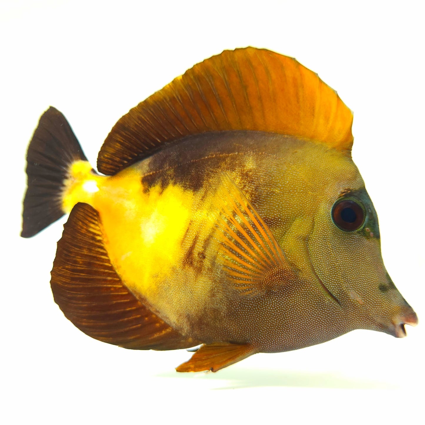 Tri Color Koi Scopas Tang WYSIWYG