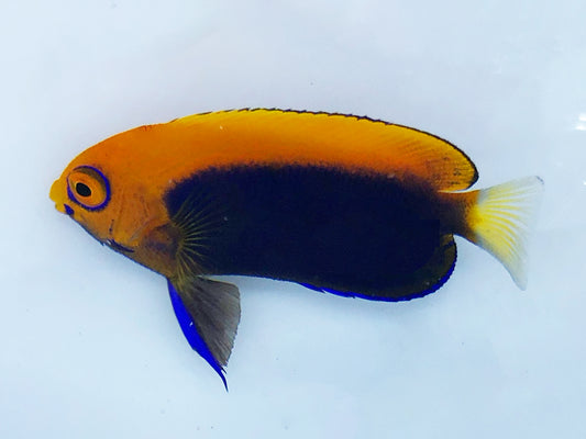 Flameback Angelfish