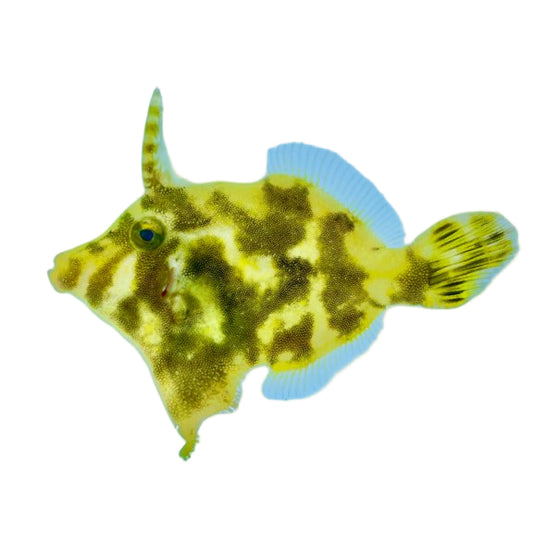 Aiptasia Eating Filefish