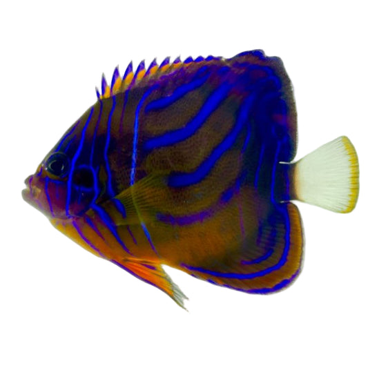 Annularis Angelfish